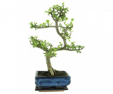 BONSAI DE 8 ANS