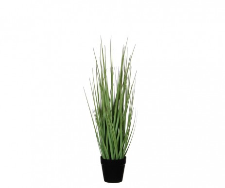 HERBE D'OIGNON  H53XD10CM