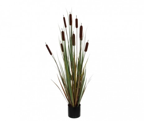 TYPHA - H120XD15CM