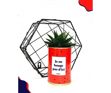 PLANTE VERTE AVEC MESSAGE