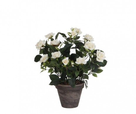 ROSIER BLC  POT GRIS D11