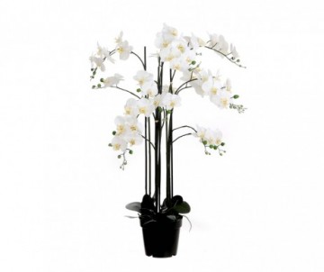 PHALAENOPSIS CREME POT H117CM