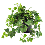 LES PLANTES GRIMPANTES
