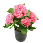 LES PLANTES FLEURIES