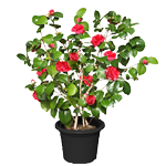 LES FLEURS DU MOMENT