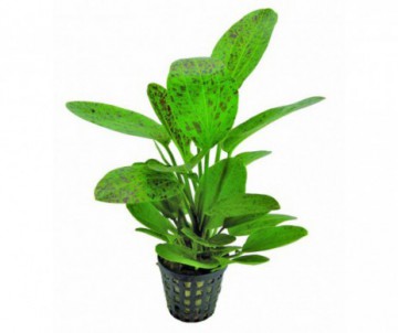 CLADOPHORA AEGAGROPILA