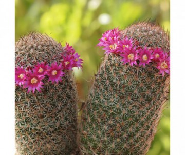 CACTUS MAMMILLARIA POT DE 6
