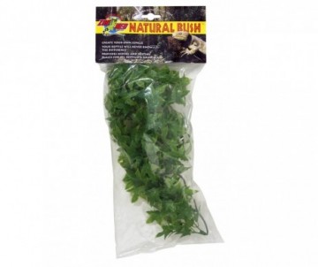 PLANTE CONGO POUR TERRARIUM IVY BU22E