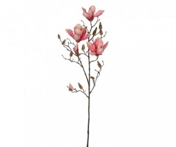 MAGNOLIA ROSE H88