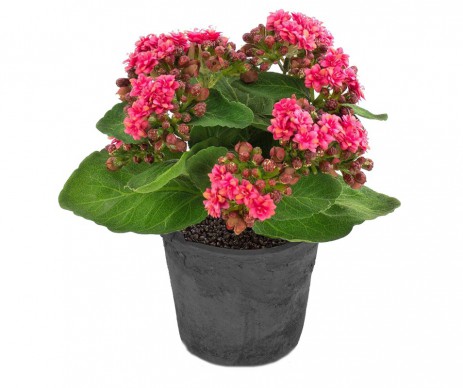 KALANCHOE POT DE 10