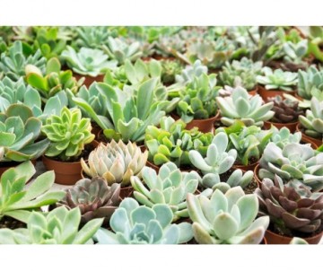 SUCCULENTE VARIEE
