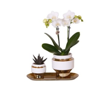 COMPO PHALAE +SUCCULENT CERAM