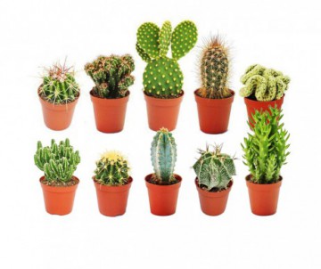 CACTUS DIFFERENTES VARIETES + CACHE POT