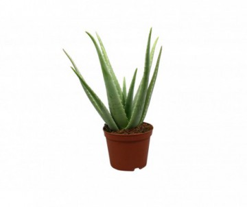ALOE VERA POT DE 12CM DE DIAMETRE