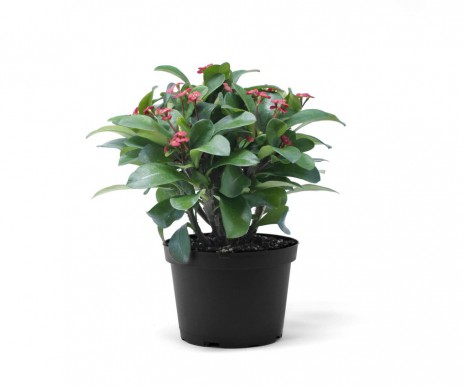EUPHORBIA MINI POT DE 5