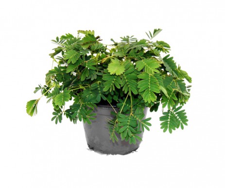 MIMOSA PUDICA POT DE 9CM DE DIAMETRE