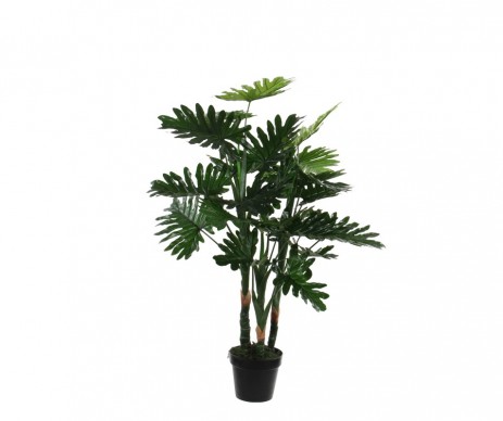 PHILODENDRON - H100XD70CM