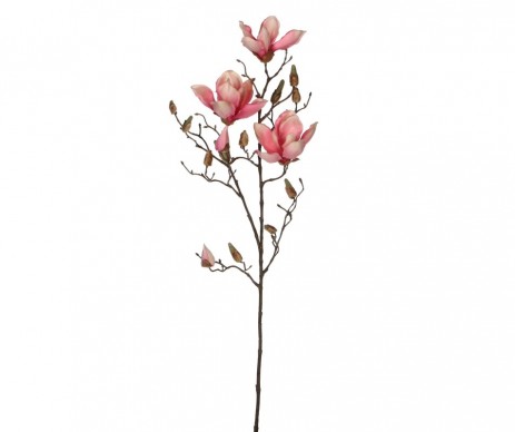 MAGNOLIA ROSE H88