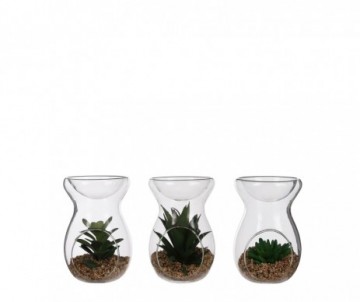 SUCCULENTE BOUGEOIR D10