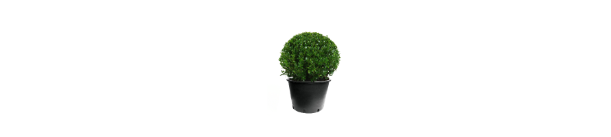 LES PLANTES DE HAIE