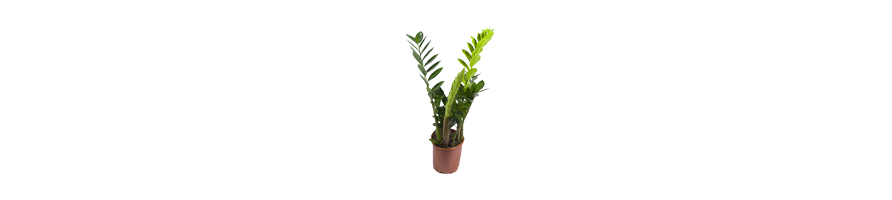 LES PLANTES VERTES