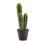 LES CACTUS
